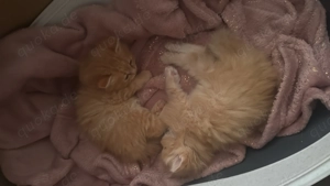 Verkaufe Baby Katzen 