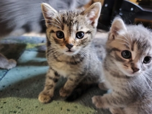 Britische Mischling Baby Kätzchen 