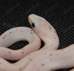 Kornnattern Palmetto Babys DNZ 2025