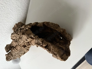 Große Baumhöhle  Bild 2