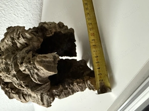 Große Baumhöhle  Bild 6