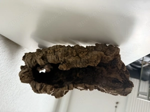 Große Baumhöhle  Bild 3