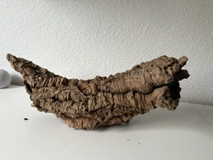 Große Baumhöhle  Bild 7