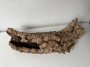 Große Baumhöhle  Bild 5