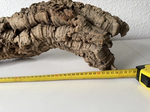 Große Baumhöhle  Bild 8