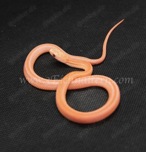 Kornnatter Babys DNZ 2025 Ultramel Tessera Striped uvm.