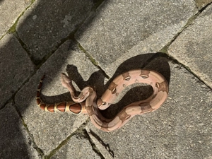 Nachzucht Boa constrictor spp.  Bild 9