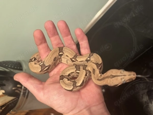 Nachzucht Boa constrictor spp.  Bild 5