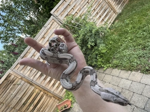 Nachzucht Boa constrictor spp.  Bild 7