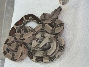 Nachzucht Boa constrictor spp.  Bild 4