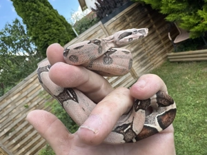 Nachzucht Boa constrictor spp.  Bild 3