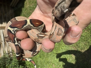 Nachzucht Boa constrictor spp.  Bild 6