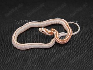 Kornnatter Nachzuchten 2025 Ultramel, Toffee, Tessera, Palmetto