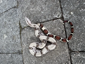 Nachzucht Boa constrictor spp.  Bild 8