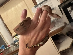 Nachzucht Boa constrictor spp.  Bild 2