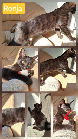 Noch 1 seltenes Bengal Mädchen in melanistic Abgabebereit! Bild 2