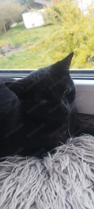 Katzen wegen Umzug abzugeben 