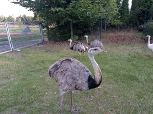 Wegen Zuchtaufgabe Nandus in gute Hände abzugeben 
