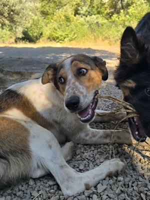 Unsere zarte Hundeseele Suzy sucht ihr goldenes Körbchen