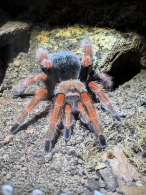 Vogelspinnen zu verkaufen 