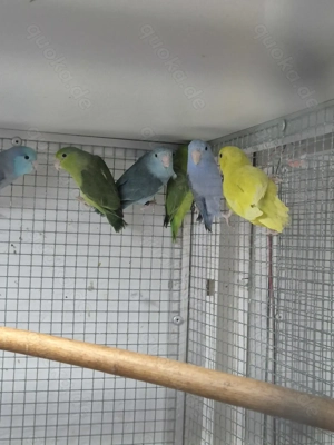 Gebe ab: Blaugenick-Sperlingspapageien von 2025