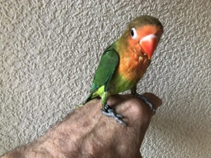 junge zahme Pfirsichköpfchen HÄHNE