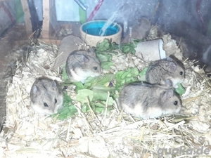 Campbell Zwerghamster