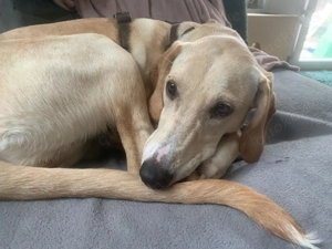 Unsere Herzensbrecherin Taby sucht ein neues Kuschelkörbchen