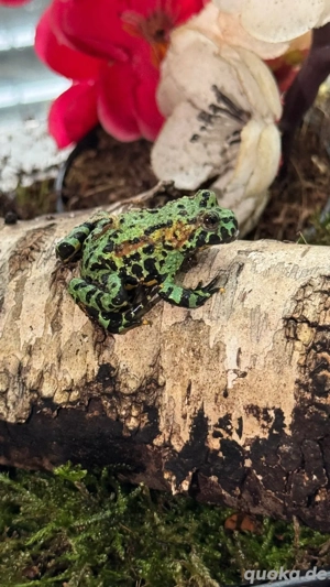 Chinesische Rotbauchunken