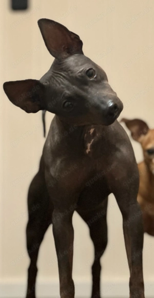 American Hairless Terrier Hündin