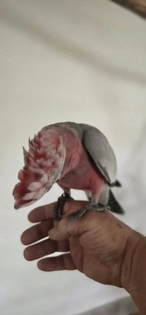 2 Rosakakadu handaufgezogen