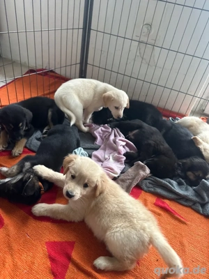 Labrador Retriever mit Australien Shephard Retriever Mix.