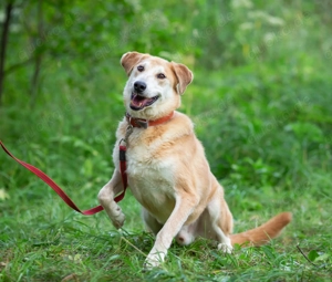 Ein hübscher Labrador-Mischling sucht eine Familie.