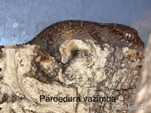 Paroedura vazimba 