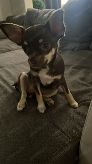 Chihuahua (6 Monate)   verspielt & super süß   sucht liebevolles Zuhause