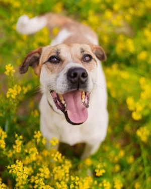 Ein Hundetyp, der wie ein Labrador und ein Jack Russell aussieht, sucht eine Familie.