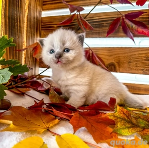 Nur noch 2 zauberhafte Ragdoll ähnl. Heilige Birma Kitten! Katzenbabys   Kitten  Bild 10
