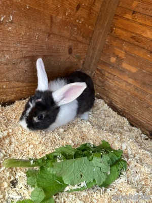 Minilop Hase Zwergwidder Kaninchen Babies