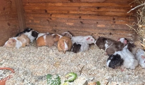 Meerschweinchen aus artgerechter Haltung