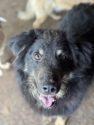 Romero ca. 48 cm   der Freundliche