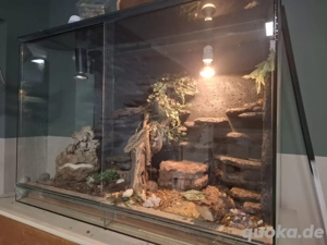 Terrarium inklusive Leopardgeckos abzugeben. Alles dabei was man braucht 