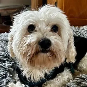 Cookie, geb. ca. 03 2018, lebt in 79588 Efringen-Kirchen