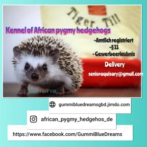 African pygmy hedgehogs Bild 2