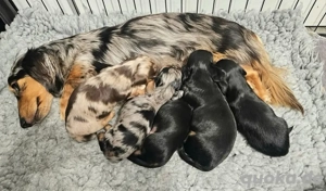 Hallo schöne Leute, wir haben tolle Neuigkeiten für euch, alle unsere Dackel sind jetzt verfügbar