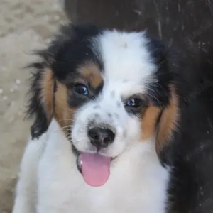 Bobbels, geb. ca. 06 2025, lebt in GRIECHENLAND, auf einer privaten Pflegestelle