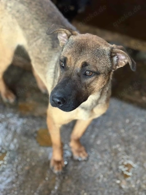 Julia R ca. 45 cm   wurde im Stich gelassen