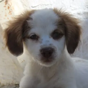 Joscho, geb. ca. 06 2025, lebt in GRIECHENLAND, auf einer privaten Pflegestelle 