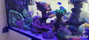 meerwasser korallen Auflösung 