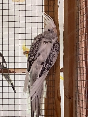 Weißkopfschecken Nymphensittiche Zuchtpaar abzugeben......