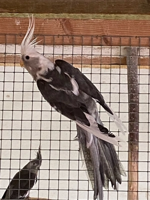 Weißkopfschecken Nymphensittiche Zuchtpaar abzugeben...... Bild 4